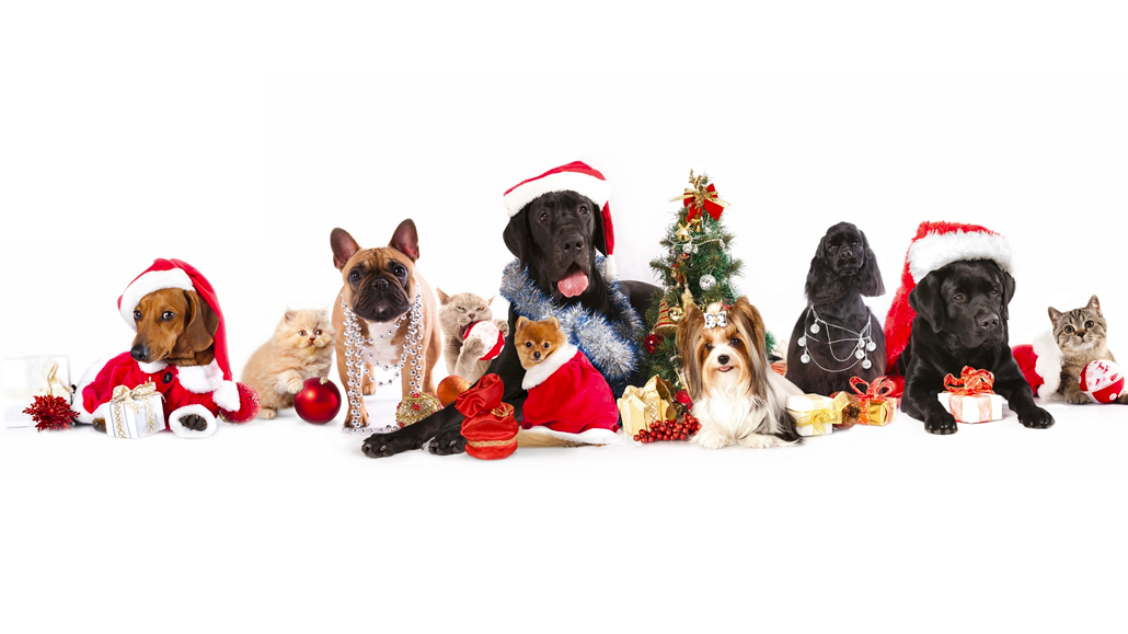 Prodotti Veterinari – Dyaset
